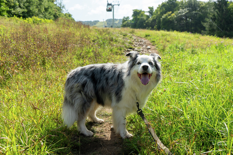 Dog, Hiking