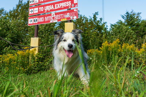 Dog, Hiking
