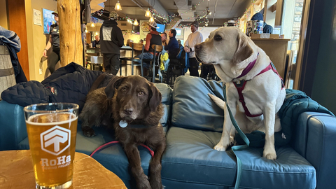 Avalanche dogs Joni and Honeybee at The Thirsty Squirrel.