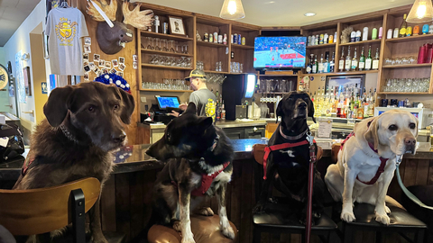 Avalanche dogs Joni, Nala, Lumen and Honeybee at The Thirsty Squirrel.