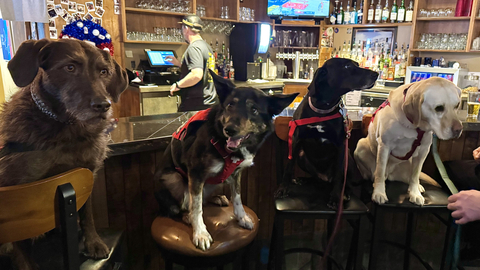 Avalanche dogs Joni, Nala, Lumen and Honeybee at The Thirsty Squirrel.
